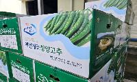 아삭, 매콤한 맛 자랑하는 개포풋고추 첫 출하